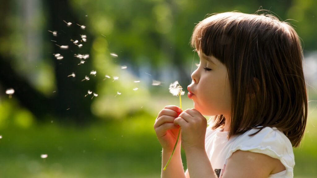 A child blowing a dandelion flower.